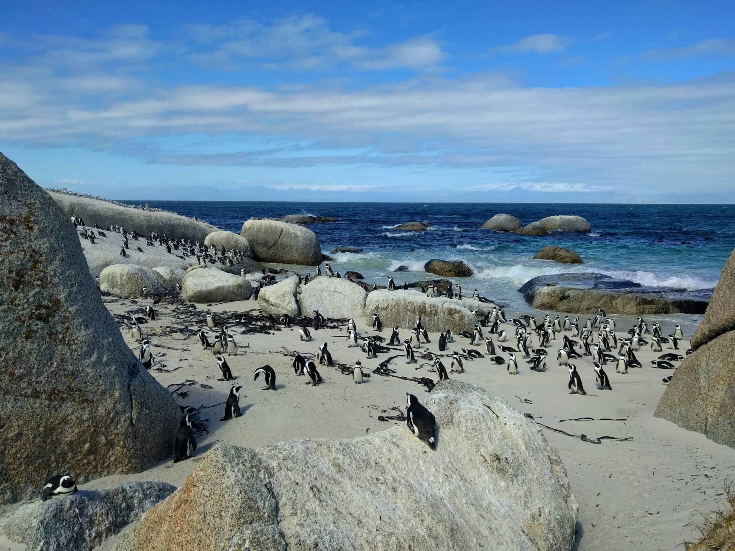 African penguins