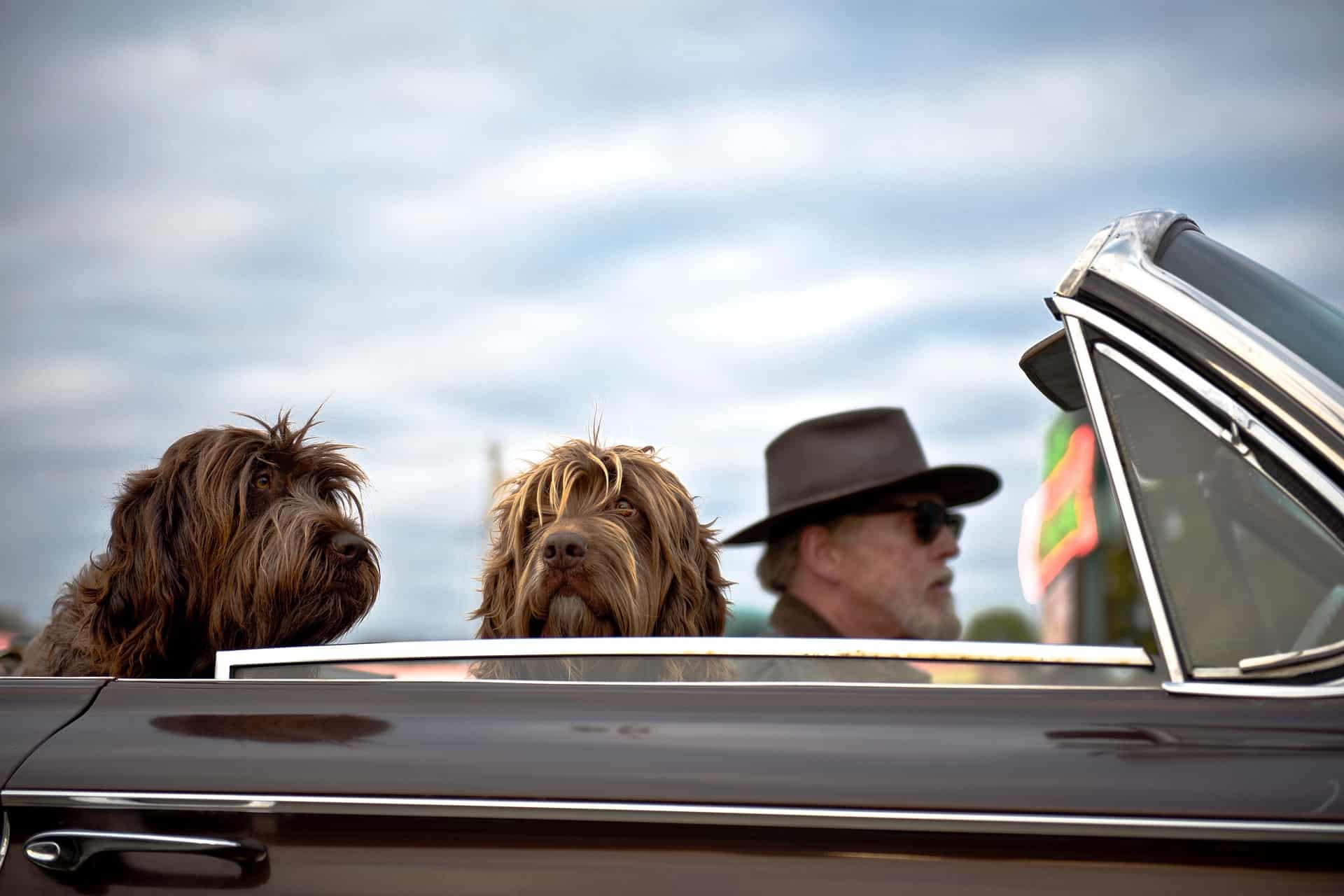 Dogs in car