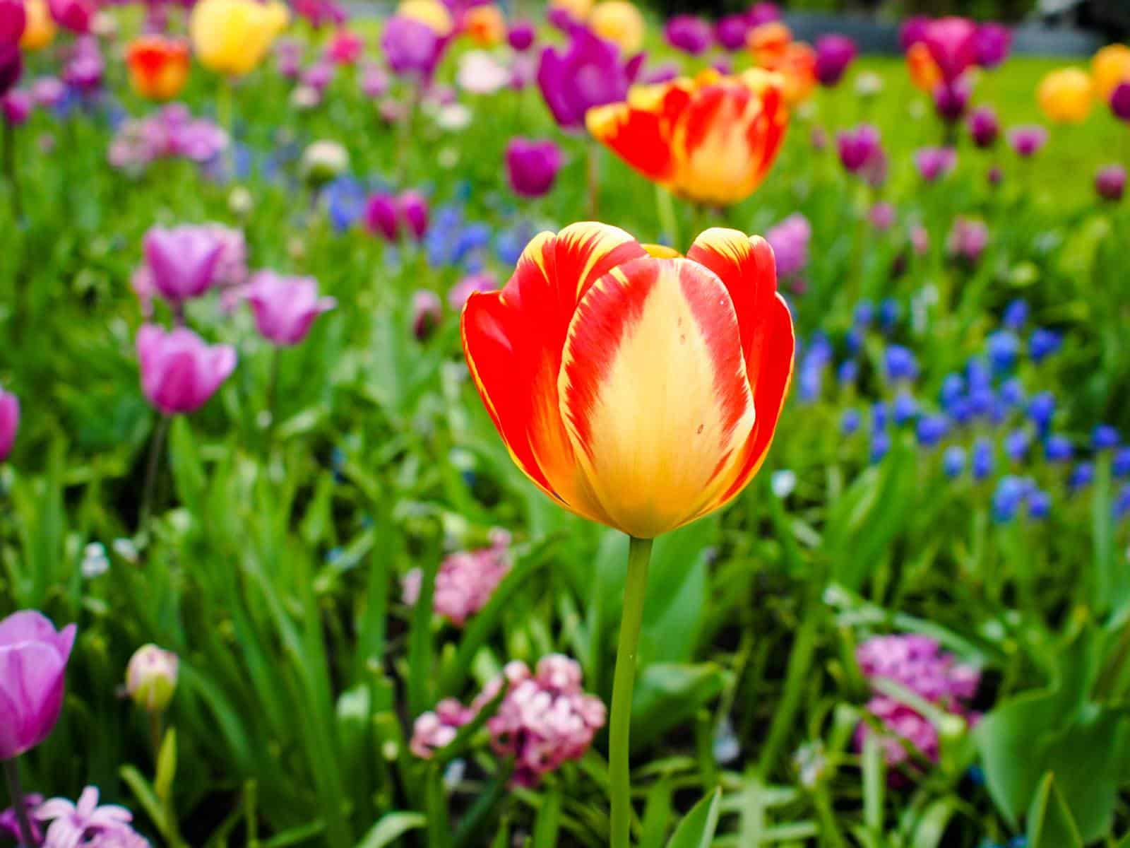 Keukenhof Gardens